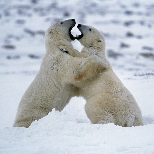 Picture 7 of Survival wars in nature