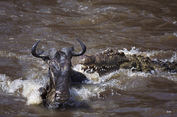 Picture 8 of Survival wars in nature