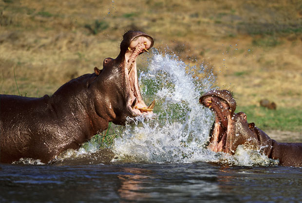 Picture 9 of Survival wars in nature