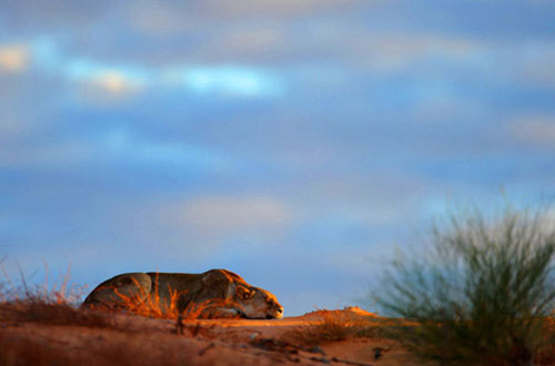 Picture 10 of Survive in the driest desert in the world