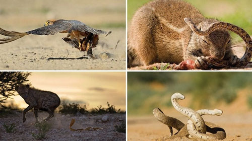 Picture 11 of Survive in the driest desert in the world