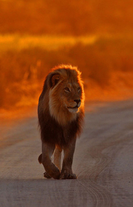 Picture 12 of Survive in the driest desert in the world