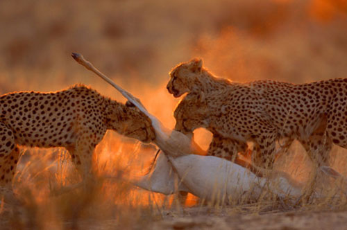 Picture 5 of Survive in the driest desert in the world