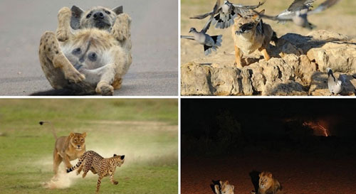 Picture 8 of Survive in the driest desert in the world