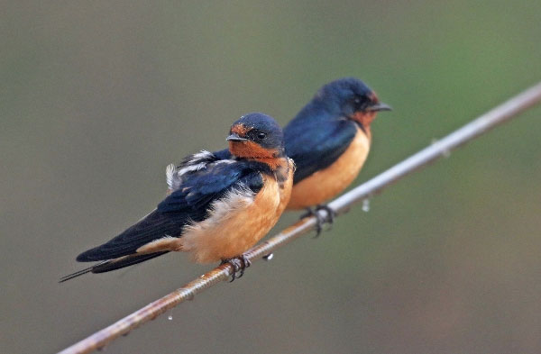 Picture 1 of Swallow and the basic information about swallow