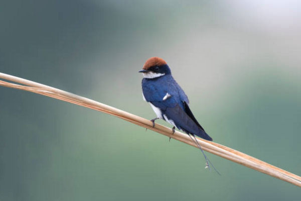 Picture 2 of Swallow and the basic information about swallow