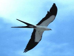 Picture 1 of Swallow birds fly fast beyond imagination