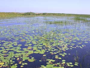 Picture 1 of Swamp - Blue trap