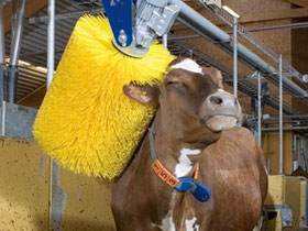 Picture 1 of Sweden invented a type of bath for dairy cows
