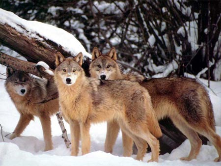 Picture 1 of Sweden purifies the forest wolf