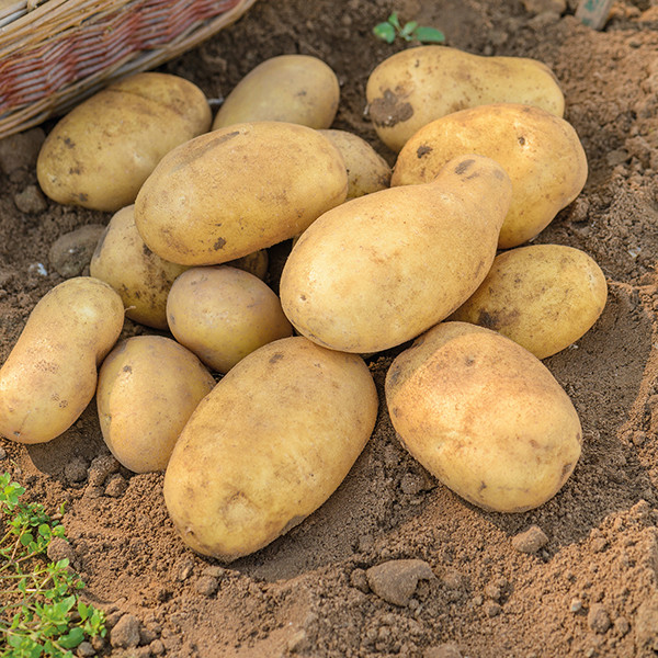 Picture 1 of Sweet potatoes and potatoes: Which is better?