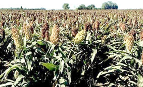Picture 1 of Sweet sorghum Fantastic!