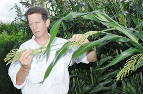 Picture 2 of Sweet sorghum Fantastic!