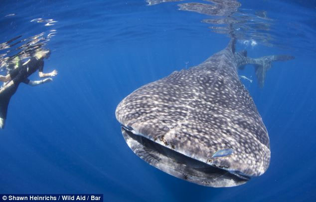 Picture 8 of Swim with the largest fish on the planet