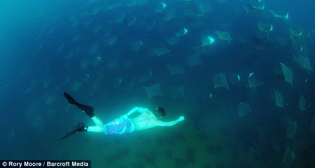Picture 1 of Swim with thousands of stingrays
