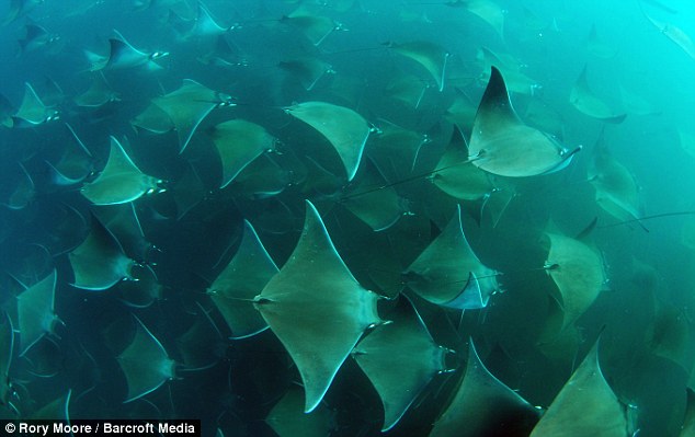 Picture 2 of Swim with thousands of stingrays