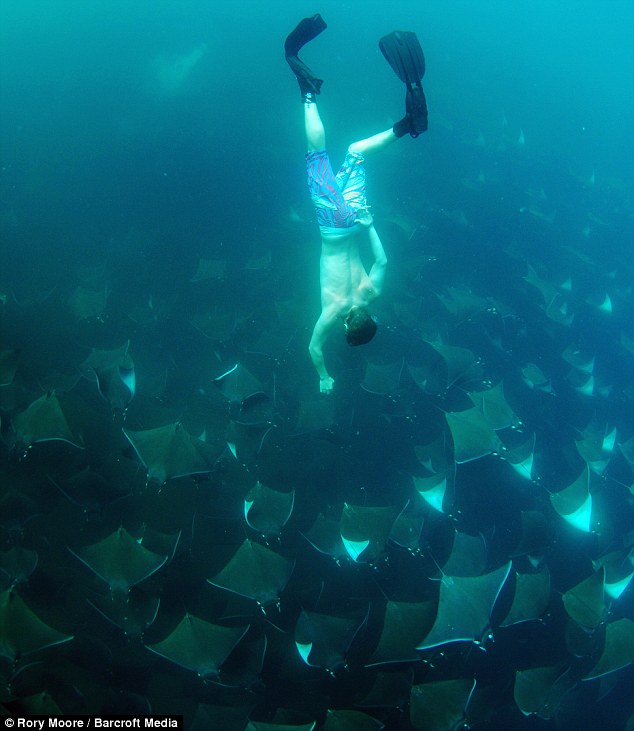 Picture 3 of Swim with thousands of stingrays