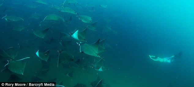 Picture 4 of Swim with thousands of stingrays