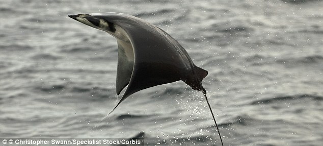 Picture 5 of Swim with thousands of stingrays