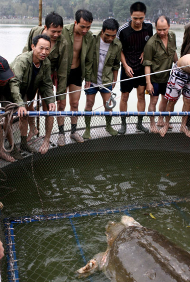 Picture 2 of Sword lake turtle is put on land