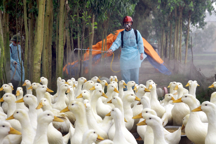 Picture 2 of Symptoms and ways to prevent influenza A / H7N9
