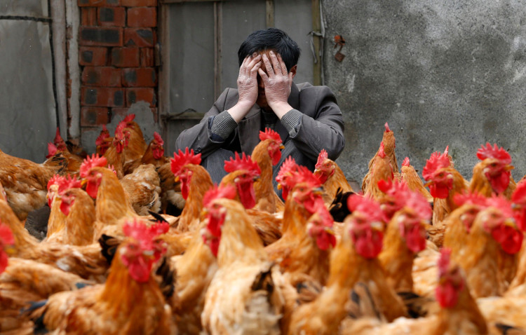 Picture 3 of Symptoms and ways to prevent influenza A / H7N9