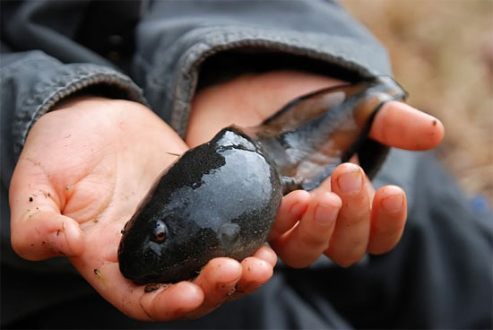 Picture 1 of Tadpoles are as big as chicken eggs