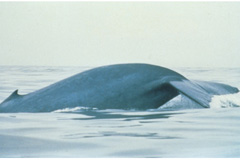 Picture 1 of Tag the hunting animals in the Pacific