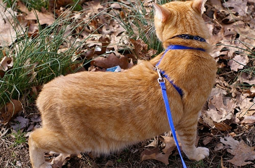 Picture 7 of Tail posture reveals the mood of the cat