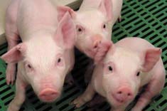 Picture 1 of Taiwan: Breeding genetically modified pigs for human organ transplantation