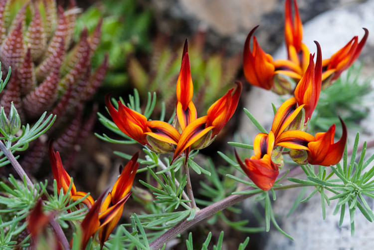 Picture 11 of 'Take advantage of' the beauty of one of the world's rarest flower species