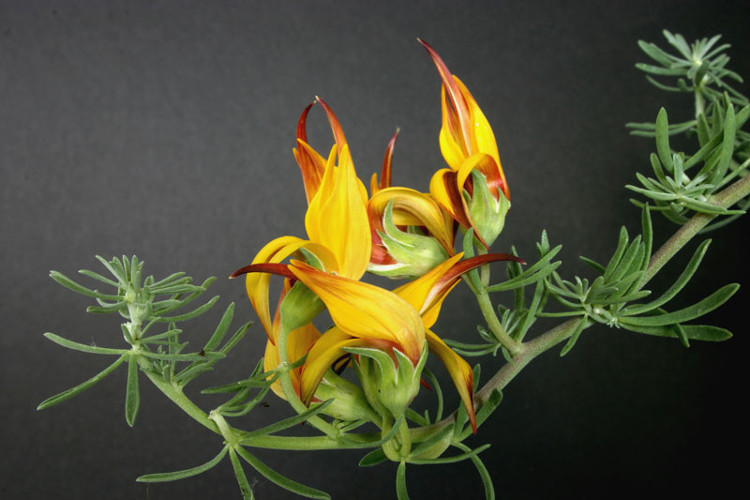 Picture 9 of 'Take advantage of' the beauty of one of the world's rarest flower species