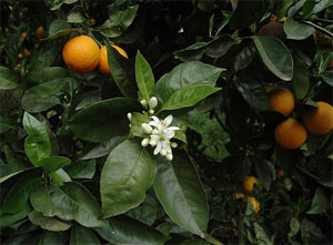 Picture 2 of Take care of mango, pomelo and tangerine for Tet market