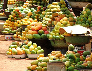 Picture 3 of Take care of mango, pomelo and tangerine for Tet market
