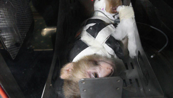 Picture 1 of Take monkeys and satellites to spy on space