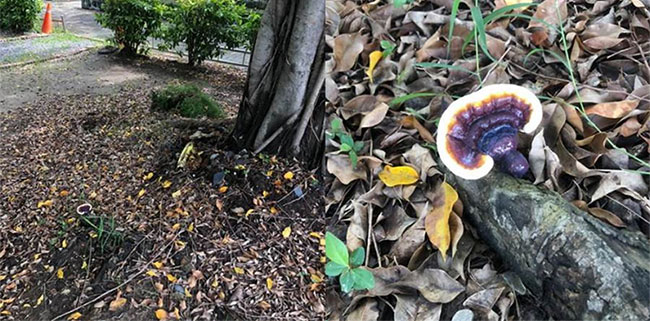 Picture 1 of Take the dog for a walk, discover the rare rare mushroom