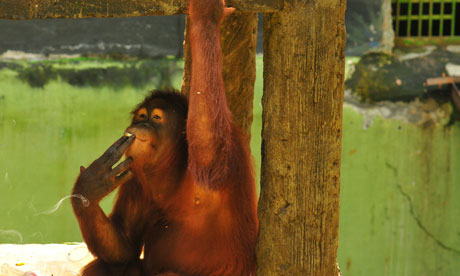 Picture 1 of Take the orangutans to the island to detox