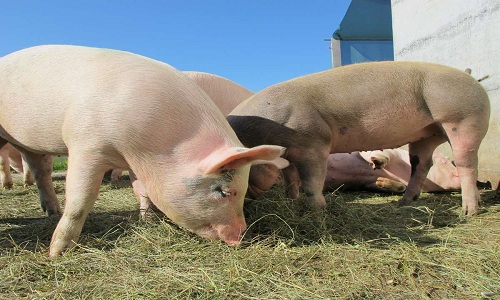 Picture 1 of Taking organs of pigs to transplant for future people