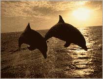 Talking between Dolphins is a symbol of the Wireless Tsunami warning system images 1