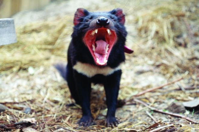 Picture 1 of Tasmanian devils can avoid extinction by genetically altering themselves