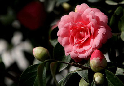 Picture 1 of Tea plants bloom after 200 years