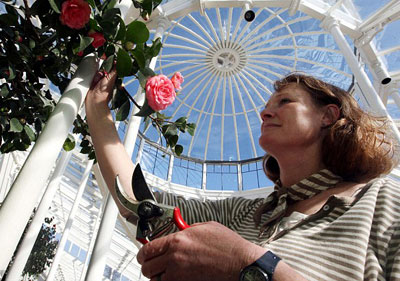 Picture 2 of Tea plants bloom after 200 years