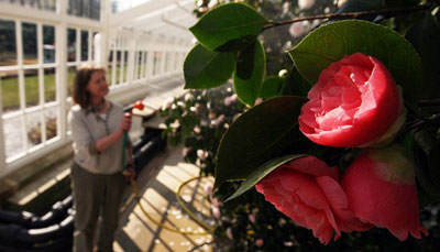Picture 3 of Tea plants bloom after 200 years