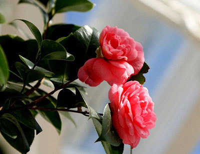 Picture 4 of Tea plants bloom after 200 years