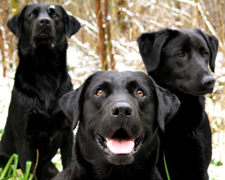 Picture 1 of Teach dogs to detect cancer