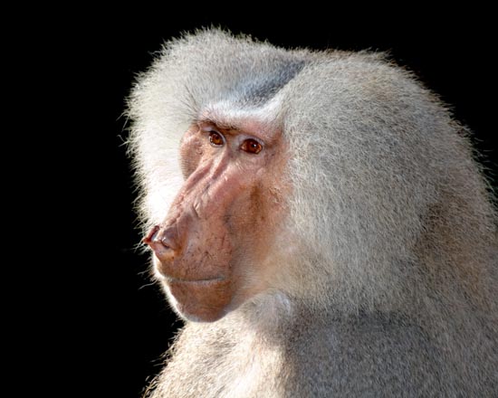 Picture 1 of Teach monkeys to play games