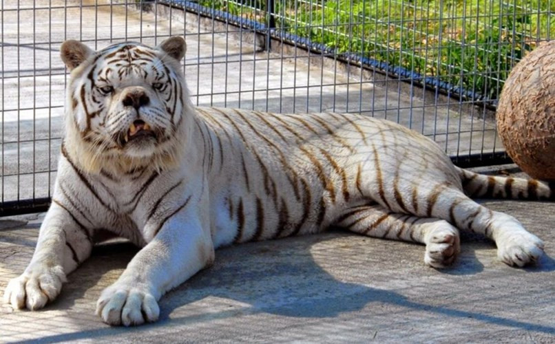 Picture 10 of Tears the animals with Down syndrome