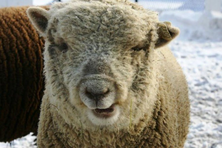 Picture 8 of Tears the animals with Down syndrome
