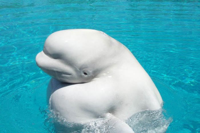 Picture 9 of Tears the animals with Down syndrome