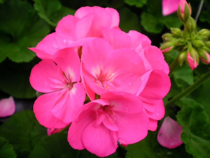 Picture 2 of Technical guidance on planting and caring for geraniums